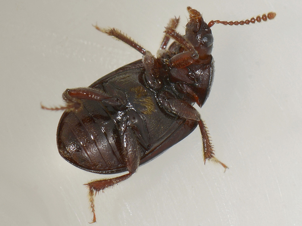 Agyrtidae: Agyrtes bicolor